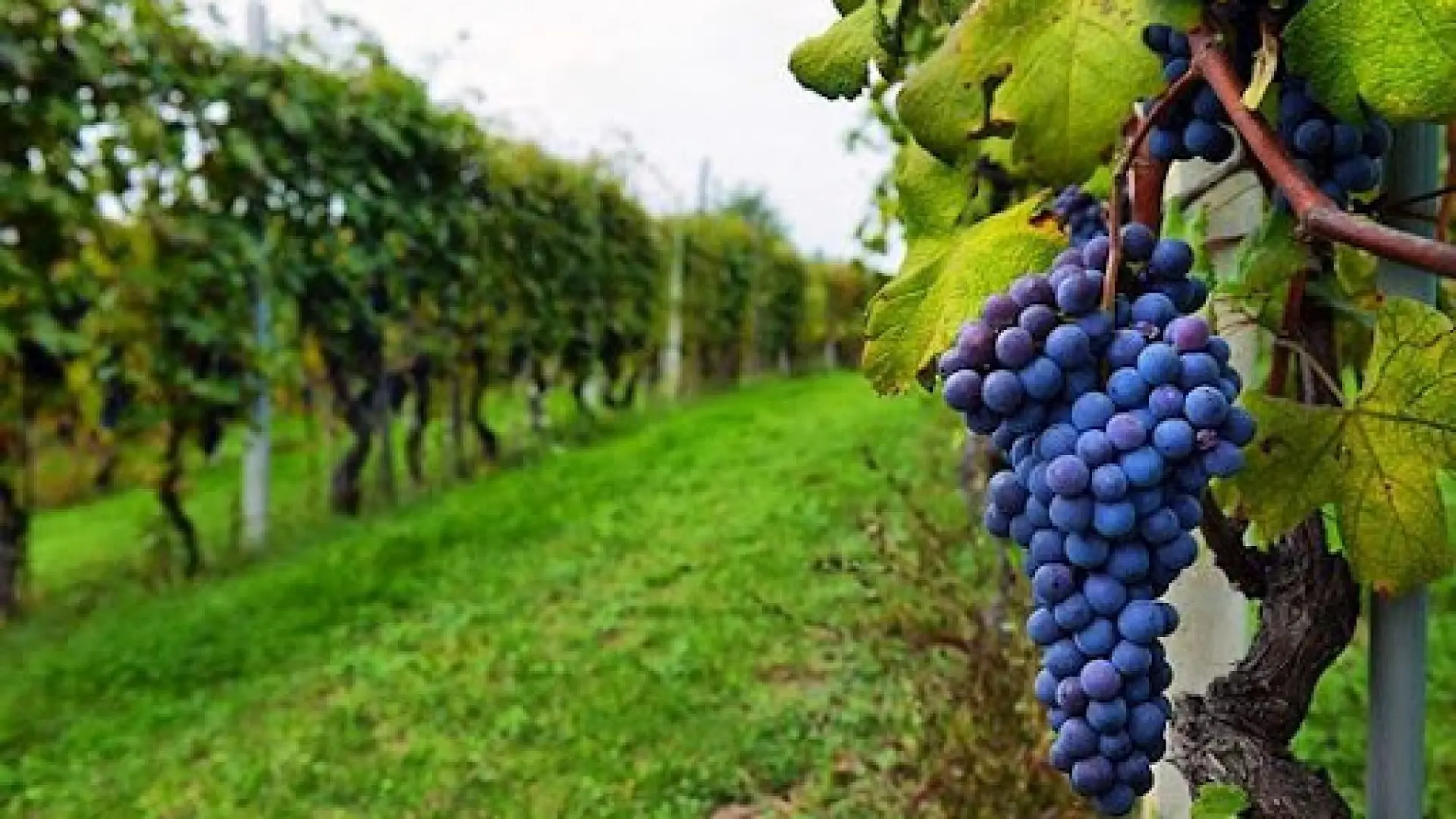 Georgia's Grape-Growing Regions and the Influence of Weather